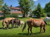 Hotel Landgasthof zum Schwanen