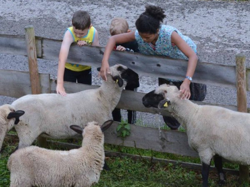 Kinder_bei_den_Schafen.jpg