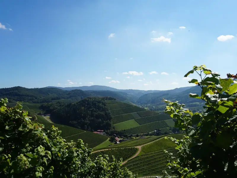 Schwarzwald1.webp