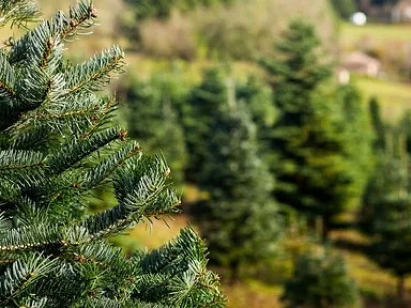 oh-tannenbaum.jpg