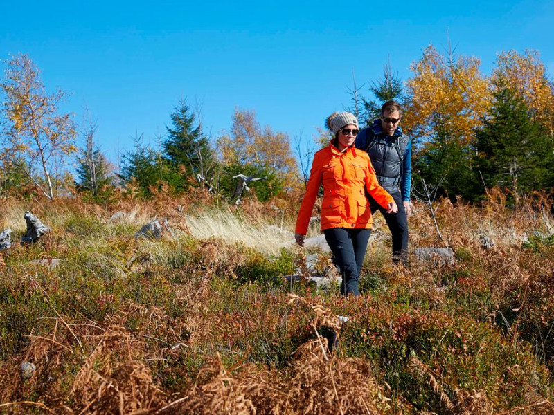 wh-gruener-baum-paar-wandern.jpg
