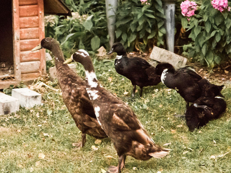 Ferienhof Oberer Strickerhof