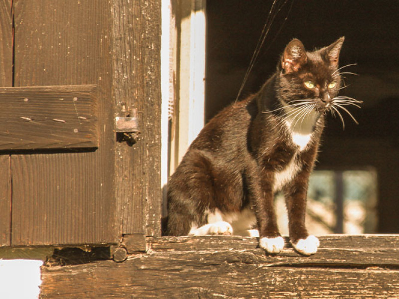 Ferienhof Oberer Strickerhof