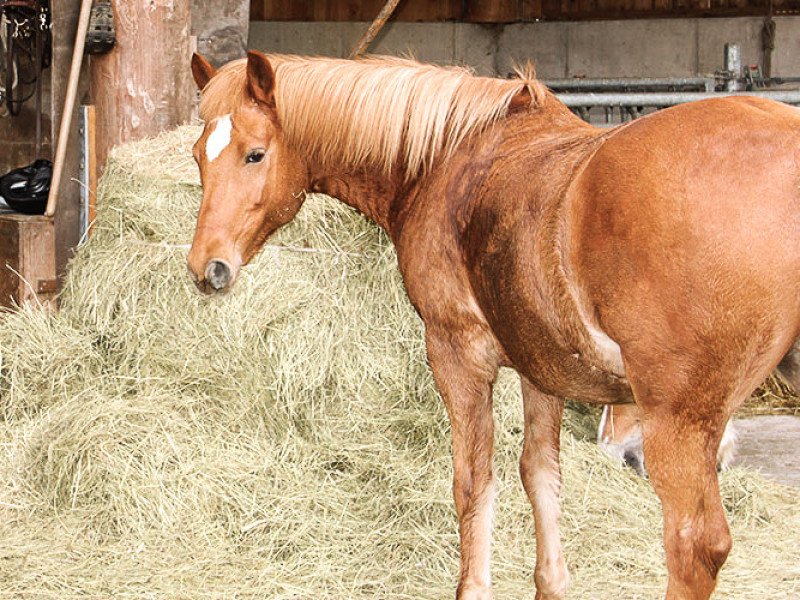 Ferienhof Oberer Strickerhof
