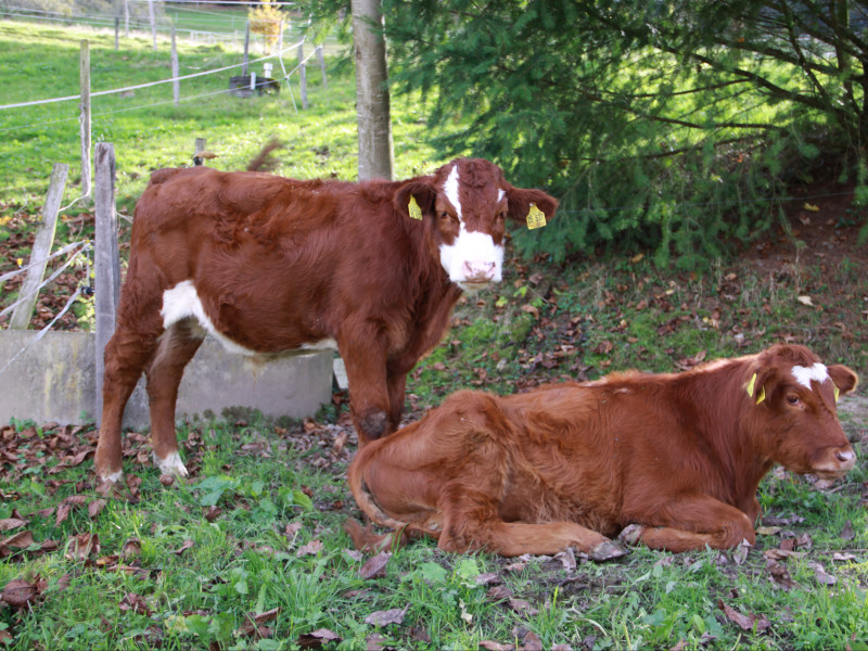 Ferienhof Oberer Strickerhof