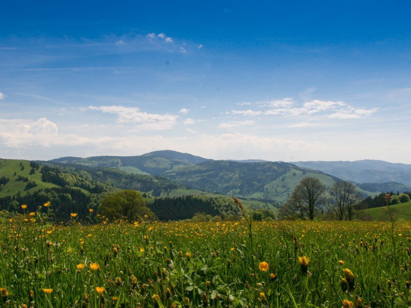 Schwarzwald_Sommer.jpg