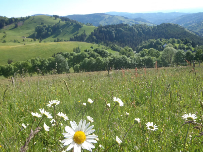 bergfruehling-entschlackungstage1200.jpg