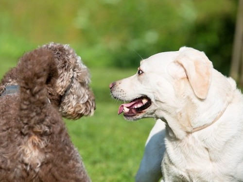 Hunde-erlaubt.jpg