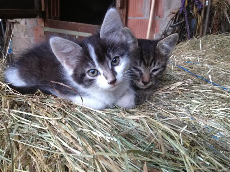 Katzen.webp