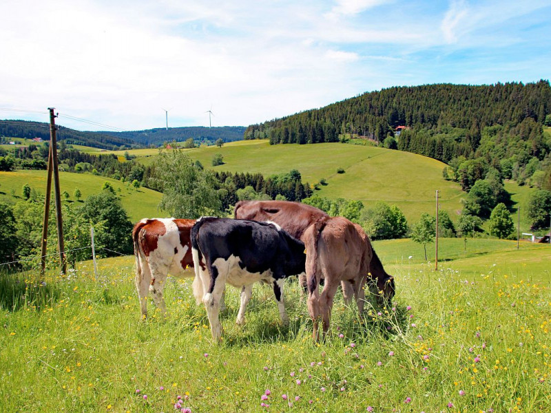 Bio - Fleigenhof