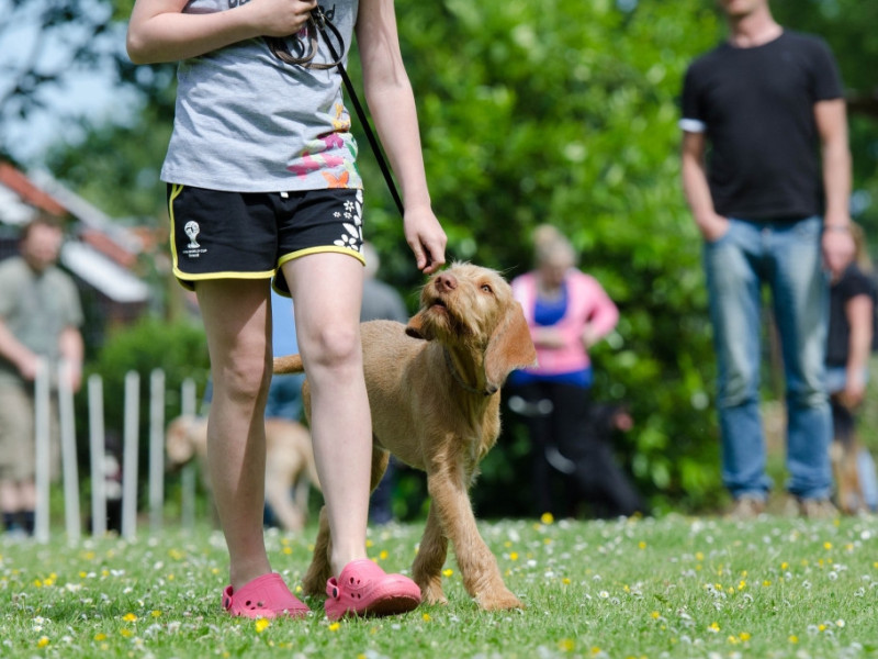 Hundetraining.jpg