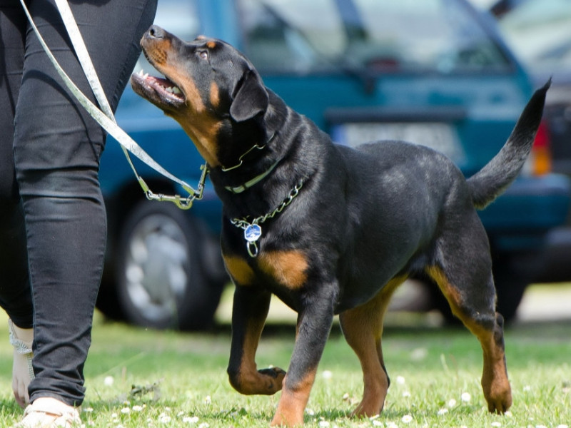 Hundetraining1.jpg