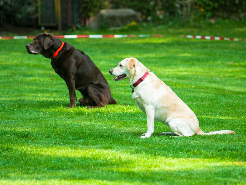 Hundetraining4.jpg