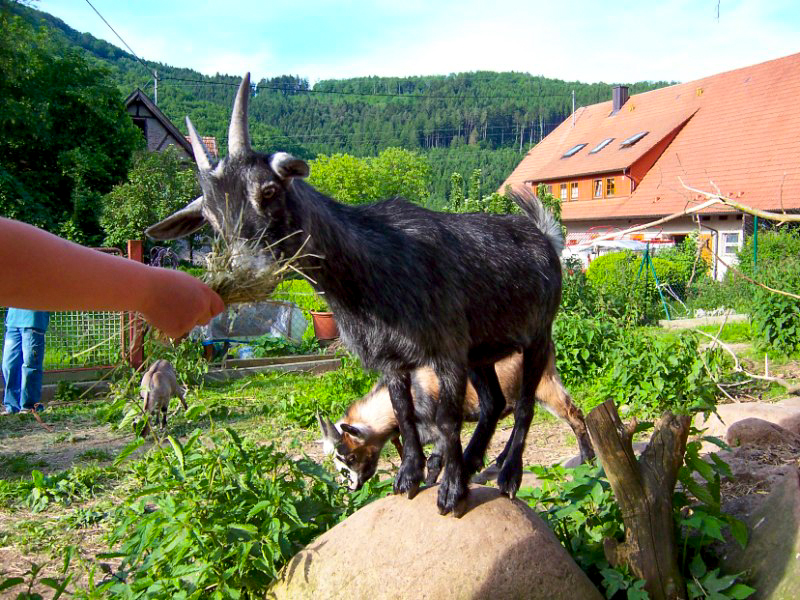 Auf dem HOF HINTER DER MÜHLE