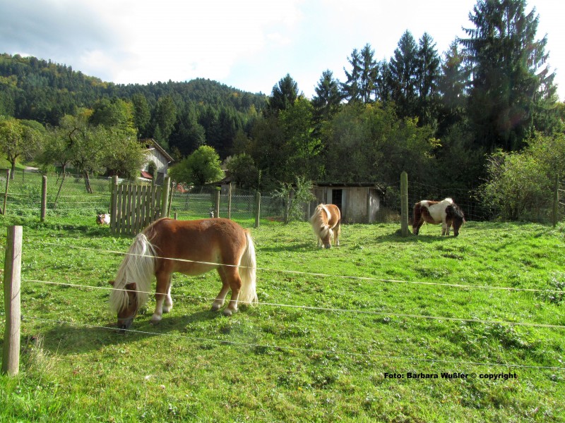 Haus Wußler Ferienwohnungen