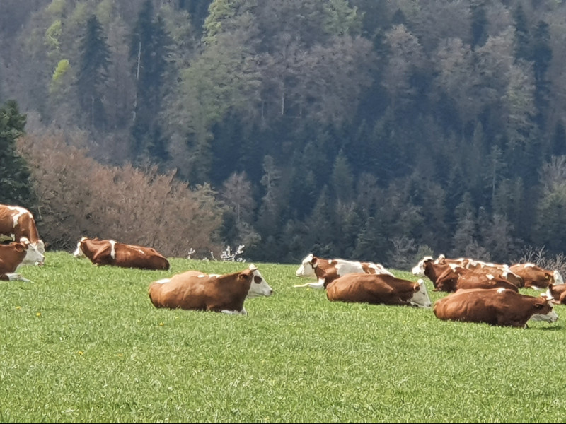 Landhaus-Apartment Feldbergblick