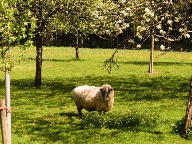 Walterhof