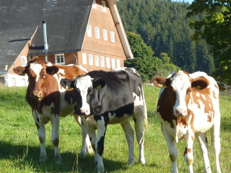 Oberhöfenhof