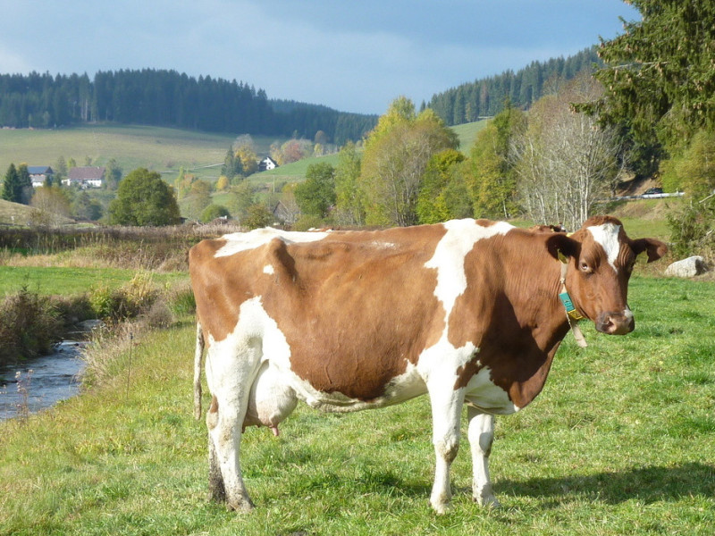 Oberhöfenhof