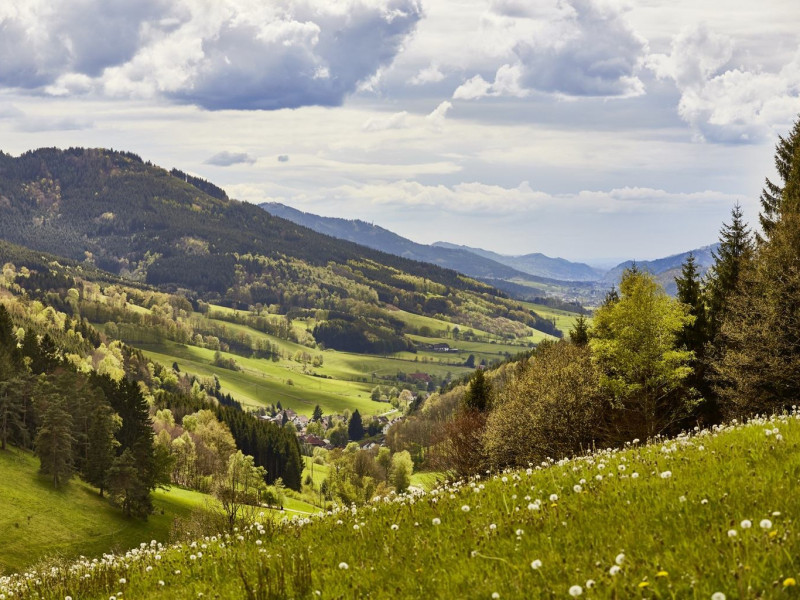 elzlandhotelpfauen-natur-schwarzwald-web.jpg