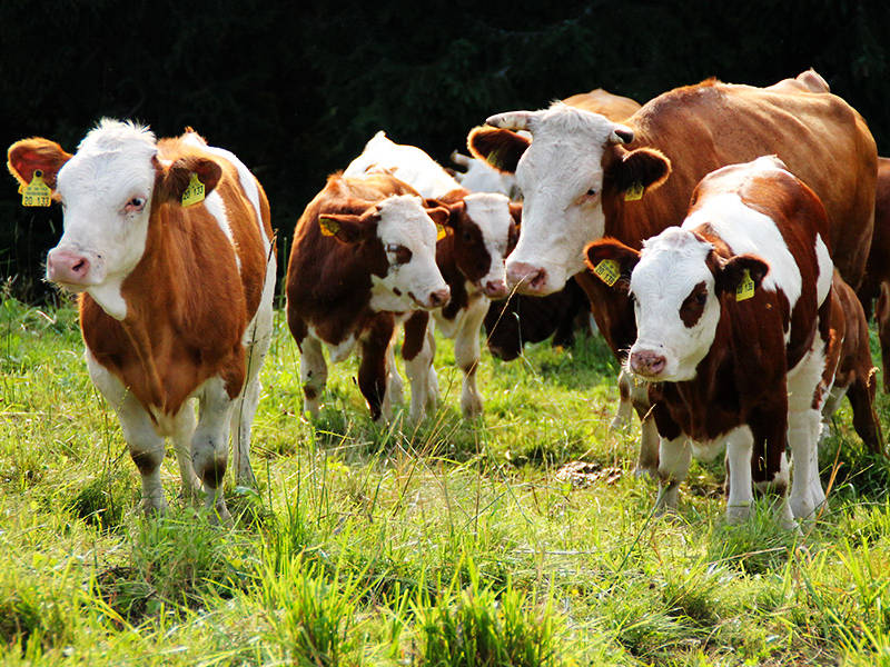 Ferien-Bauernhof Mooshof