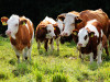 Ferien-Bauernhof Mooshof