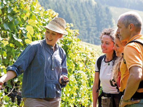 Genusstour durch die Weinberge mit Führung & kleiner Weinprobe 